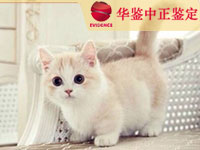 石家庄猫类动物亲子鉴定