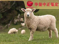 石家庄羊类动物亲子鉴定